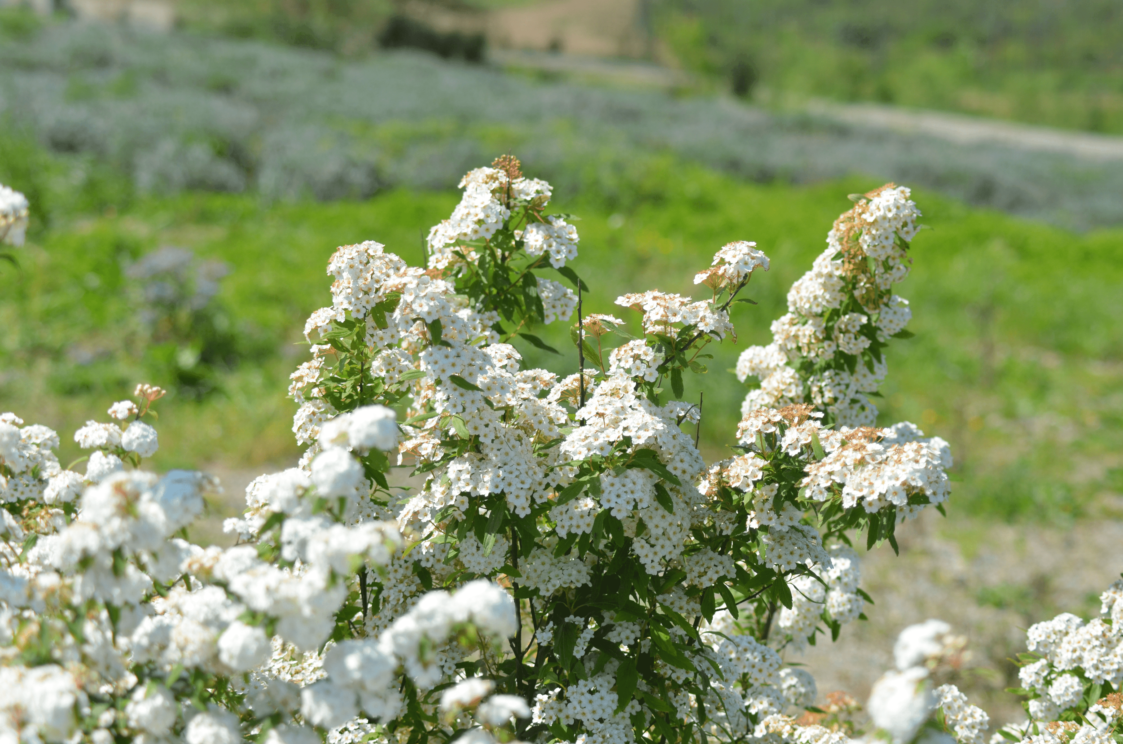 White flowers