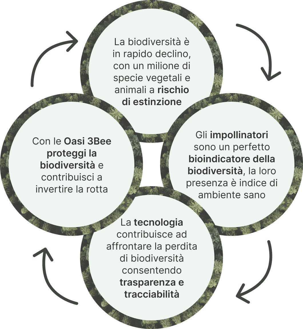 Le <b>Oasi della Biodiversità</b> di 3Bee non sono semplici aree verdi, ma ecosistemi attentamente progettati che promuovono la conservazione ambientale.<br/>Grazie alla tecnologia 3Bee, le Oasi connettono natura e persone con un forte effetto ambientale.<br/><br/>Scegliendo di adottare un'Oasi, non solo contribuirai a <b>proteggere la biodiversità</b>, ma entrerai anche in una rete di persone consapevoli che agiscono attivamente per un futuro più sostenibile. Fai parte del cambiamento: adotta un'Oasi e connetti il tuo impegno per l'ambiente con <b>l'innovazione tecnologica</b> di 3Bee.
